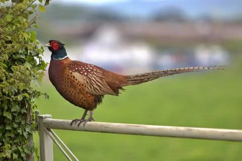 Pheasant on a field gate Stock Photos