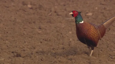 Pheasant on a field in spring Stock Footage 265420176