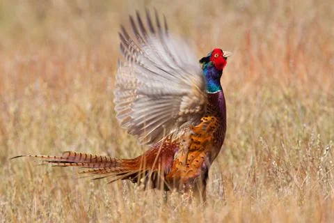 Pheasant flapping its wings Stock Photos