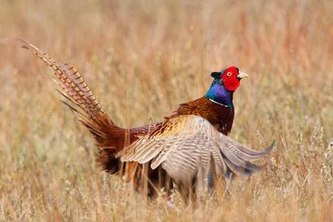 Pheasant flapping its wings Stock Photos