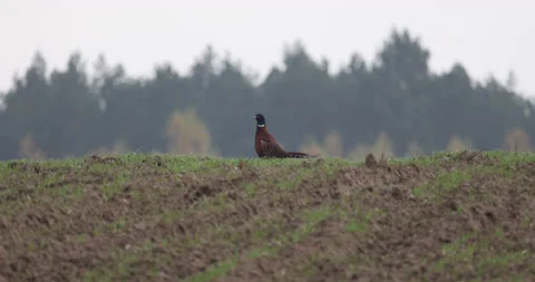 Pheasant flaps his wings, 4K slow motion Stock Footage 166565324