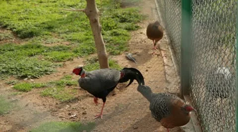 Pheasant Stock Footage 10728337