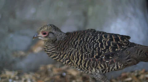 Pheasant Stock Footage 39384035