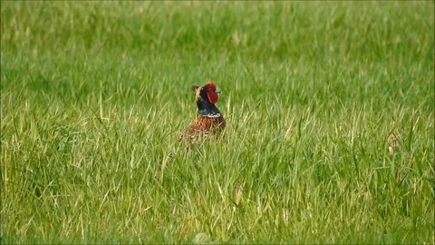 Pheasant Stock Footage 74112522