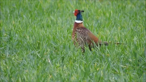 Pheasant Stock Footage 74112628
