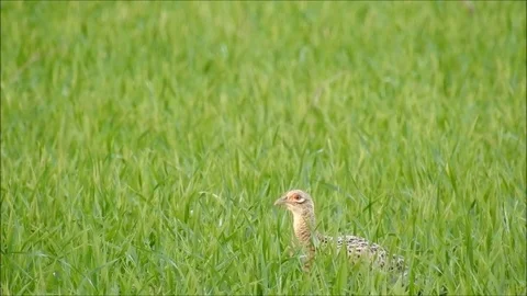 Pheasant Stock Footage 74113414