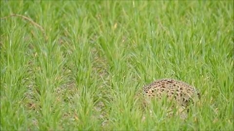 Pheasant Stock Footage 74113420