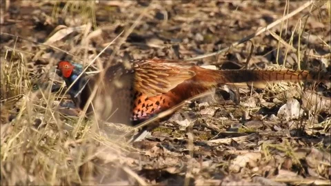 Pheasant Stock Footage 74115077