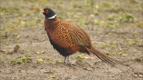 Pheasant Stock Footage 74120073
