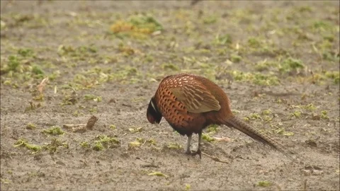 Pheasant Video stock 74120089
