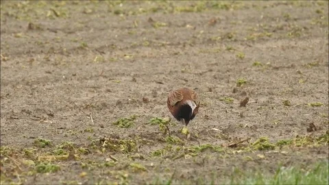 Pheasant Stock Footage 74120166