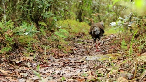Pheasant Stock Footage 87580577