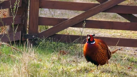 Pheasant Stock Footage 106262469
