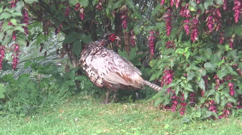 Pheasant in garden 1 Video stock 40687438