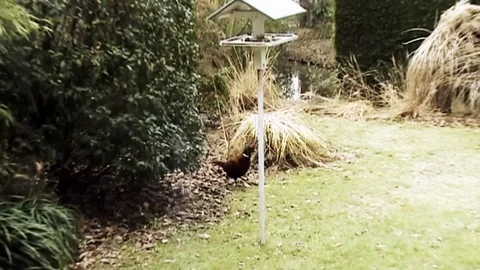 Pheasant in the garden Stock Footage 97275542