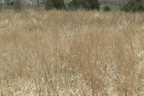 Pheasant gets shot Video stock 753292