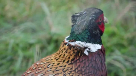 Pheasant in Grass, close-up of colourful plumage, wild animal in nature, re.. Stock Footage 291409217