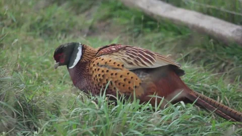 Pheasant in Grass, close-up portrait of bird, hunting in field Stock Footage 292621325