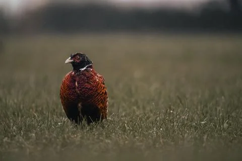 Pheasant in the Grass, Game Bird Stock Photos