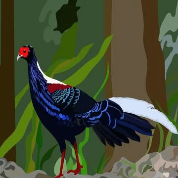 Pheasant in the grass isolated in background vector illustration Stock Illustration