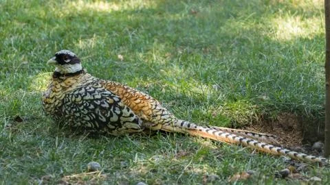 A pheasant in the grass Stock Photos