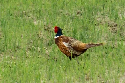 Pheasant in the grass Stock Photos