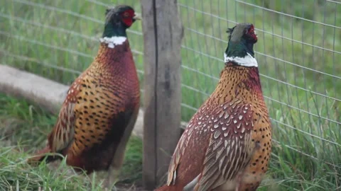 Pheasant in Grass, red and green feathers, wild bird outdoors Stock Footage 291410256