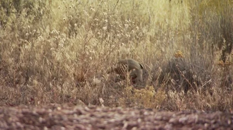 Pheasant grazing in ranch Stock Footage 54593808