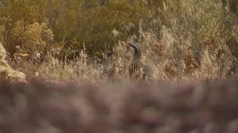 Pheasant grazing in ranch Stock Footage 54593812