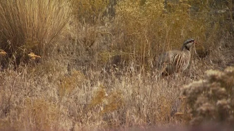 Pheasant grazing in ranch Stock Footage 54593815