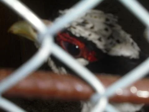 Pheasant head behind chain link fence, close-up in captivity Stock Photos