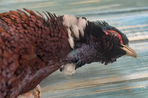 Pheasant head, male, ring necked or Common Pheasant ,Phasianus colchicus on a Stock Photos