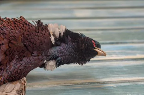 Pheasant head, male, ring necked or Common Pheasant ,Phasianus colchicus on a Stock Photos
