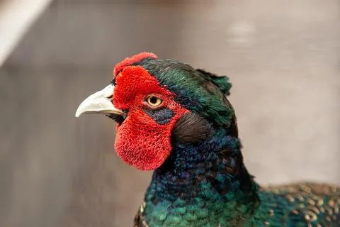 A Pheasant head from side view Stock Photos