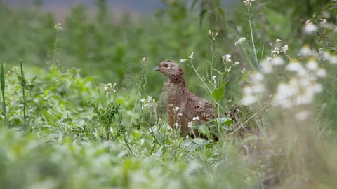 Pheasant hen (Phasianus colchicus) in a field Stock Footage 144819982