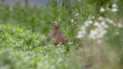 Pheasant hen (Phasianus colchicus) in a field Stock Footage 144820121
