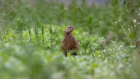 Pheasant hen (Phasianus colchicus) in a field 動画素材 144820484