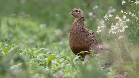 Pheasant hen (Phasianus colchicus) in a field 動画素材 144820531