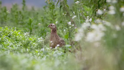 Pheasant hen (Phasianus colchicus) in a field Stock Footage 144820557