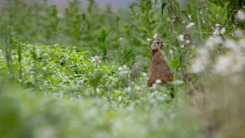 Pheasant hen (Phasianus colchicus) in a field 動画素材 144820731