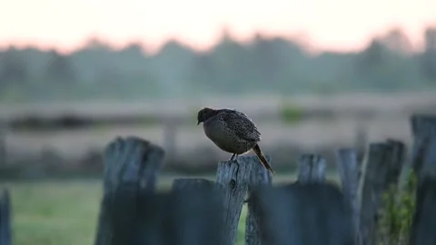 Pheasant hen standing on the fence post in the morning light, spring Stock Footage 155678394