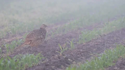Pheasant hen standing in the field, spring Video stock 155891613