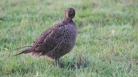 Pheasant hen standing on mowed meadow cleaning her feathers Stock Footage 196281059