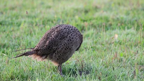 Pheasant hen standing on mowed meadow cleaning her feathers Stock Footage 196281181