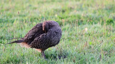 Pheasant hen standing on mowed meadow cleaning her feathers Stock Footage 196297763
