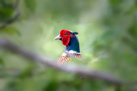 Pheasant Hiding in Bushes Stock Photos