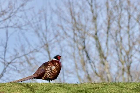Pheasant on a hill Stock Photos