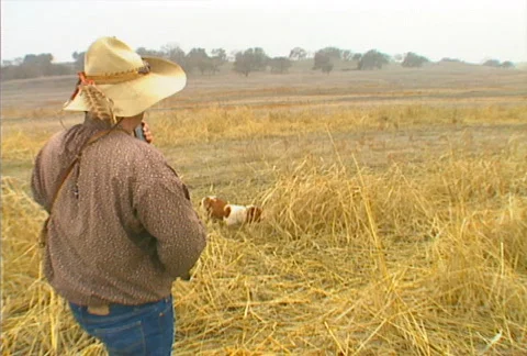 Pheasant Hunting 05 Stock Footage 505169
