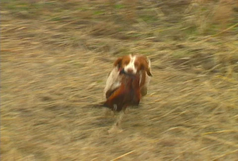 Pheasant Hunting 07 Video stock 505171