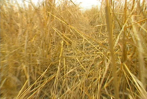 Pheasant Hunting 08 Stock Footage 505182